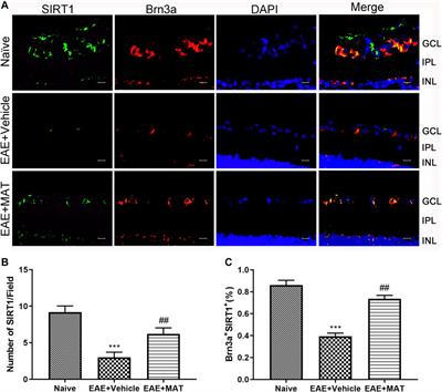 Matrine promotes <mark class="highlighted">mitochondrial biosynthesis</mark> and reduces oxidative stress in experimental optic neuritis